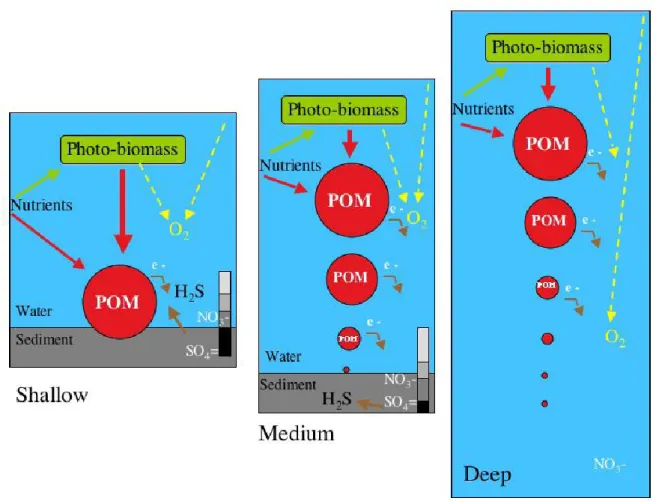 Fig 8 :Modèle général de l’eutrophisation à trois profondeurs   différentes de la colonne d’eau( UNEP,2007) 