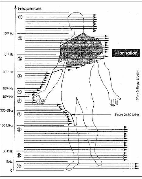 Figure  5 :  Pénétration  des  ondes  électromagnétiques  dans  le  corps  humain  en 