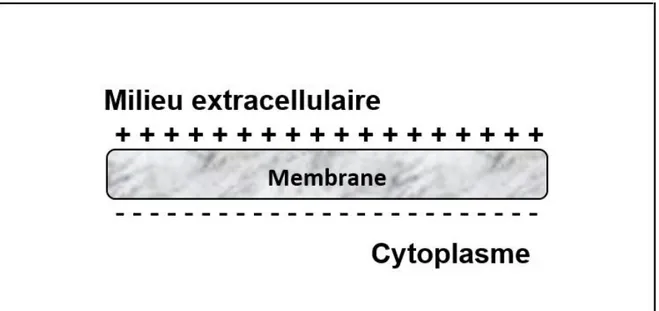 Figure 6 : Comportement électrique de la membrane cellulaire (Zdnet, 2009) 