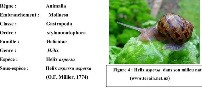 Figure 4 : Helix aspersa  dans son milieu naturel        (www.terain.net.nz )                             a
