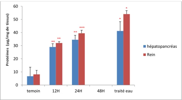 Figure 28: Effets du traitement par les lessivats de feuilles de Salix fraiches sur  les variations du  taux de protéines totales au niveau de l’hépatopancréas et du rein d’Hélix aspersa