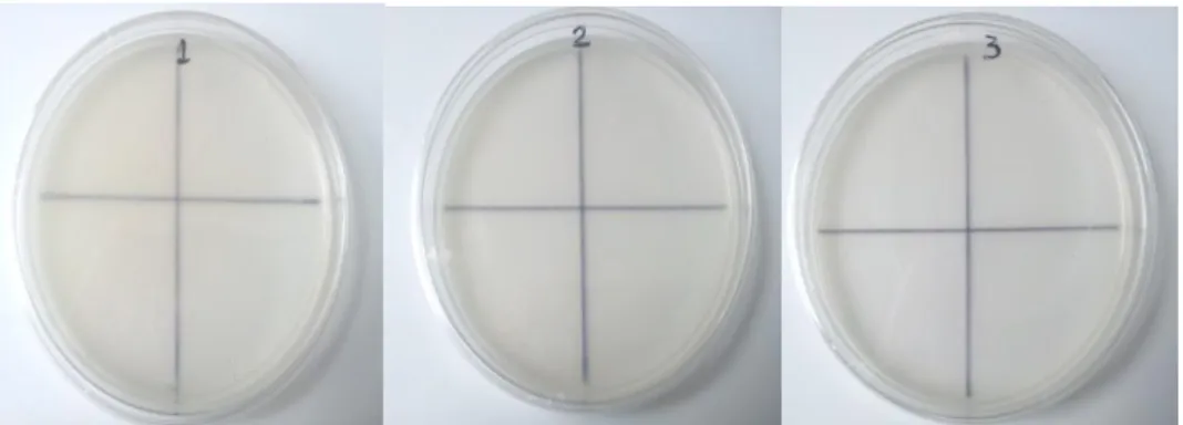 Tableau  №  13:  Evolution  des  souches  bactériennes  E-coli,  Klebsiella  sp  et 
