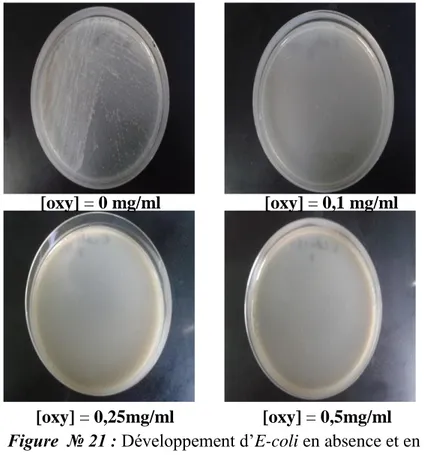 Figure  № 21 : Développement d’E-coli en absence et en présence     