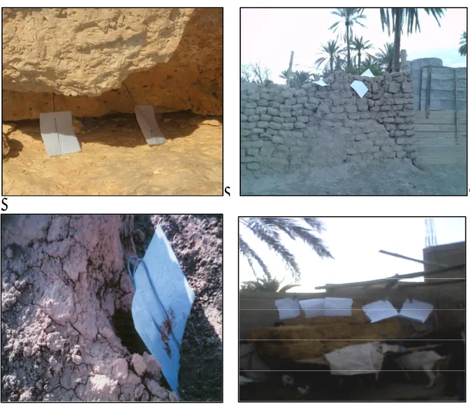 Figure 3: Pièges adhésifs installé dans différents biotopes (photos personnelles).