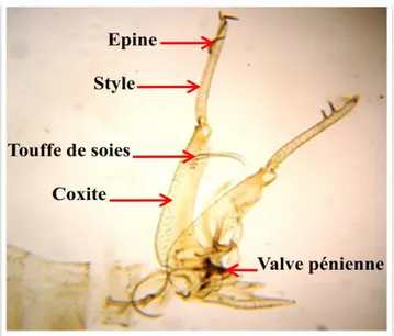 Figure 12: Critères d’identifications  morphologiques de  Phlebotomus bergeroti:                            Génitalia mâle (x100) (Photo personnelle)