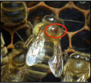 Figure 5. V. destructor sur une nymphe d’abeille (Ellis &amp; Zettelnalen, 2010)
