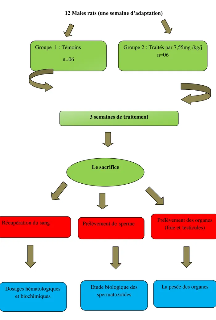 Figure 3 : Schéma du protocole expérimental des rats. Groupe  1 : Témoins 