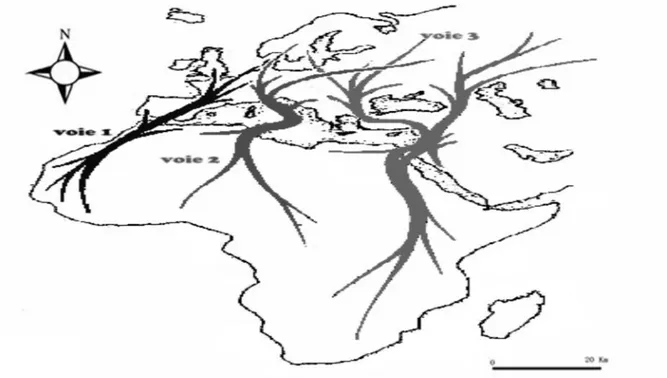Figure 09 : Principales voies migratoires de la Tourterelle des bois (S. turtur) (voie 1 : ibérique ; voie 2 : italo- grecque ; voie 3 : egypto- syrienne) (Reproduit d’après Cramp