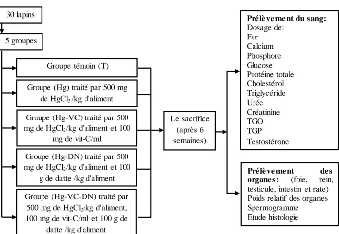 Figure  II-1- Le protocole  expérimental 