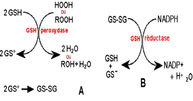 Figure 06 : A ;  Le glutathion (GSH) intervient comme co-facteur dans la GSH peroxydase