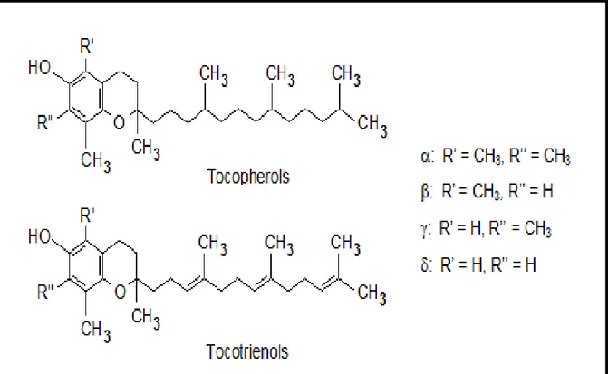 Figure 07 : Structure chimique de la vitamine E (Lindsay and Astley, 2002). 