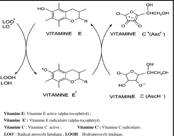 Figure 09 : Réaction de la vitamine  E avec des radicaux  péroxyles  et la régénération de la 
