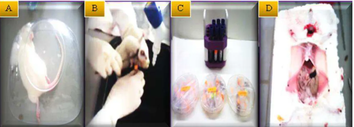 Figure 8.  Photographs illustrating (A) Anesthesia; (B) Blood collection; (C)  Dissection; (D) Organs removed