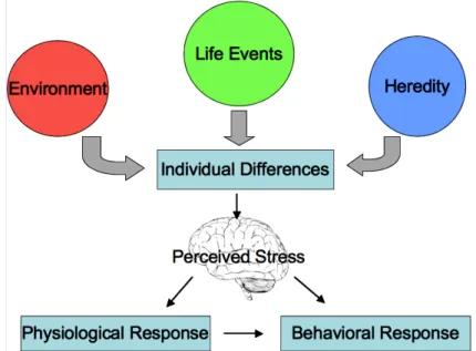 Figure 19.  Individual differences in stress. Stress does not affect each individual the same way