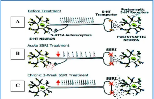 Figure  20.   Schematic  representation  of  serotonergic  neuron  (A)  before  treatment,  (B)  in  the  acute  treatment  with  an  SSRI  (inhibition  of  neuronal  firing  due  to  the  activation  of  5-HT1A  autoreceptor) and (C) in chronic treatment 