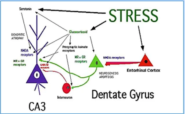 Figure  22. Shematic  diagramme  of  the  role  of  neurotransmitters  and  glycocorticoides  in  regulation  neurogenesis  and  dendritic  remodeling in  the  dentate  gyrus-CA3  system  of  the  hippocampal formation (McEwen, 2000)