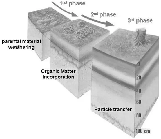 Fig. 3: Les trois phases du développement des sols. (Hubert, 2008). 