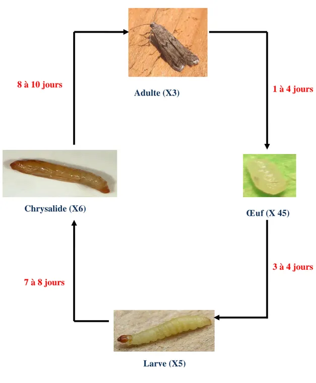 Figure 4. Cycle de développement d’E. kuehniella à 25°C.   Photos : www. aramel.free.fr  Larve (X5)Chrysalide (X6)8 à 10 jours 1 à 4 jours3 à 4 jours7 à 8 jours 10 