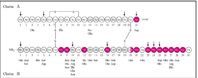 Figure 5. Structure chimique de l’insuline humaine. Photo : www.jle.com   