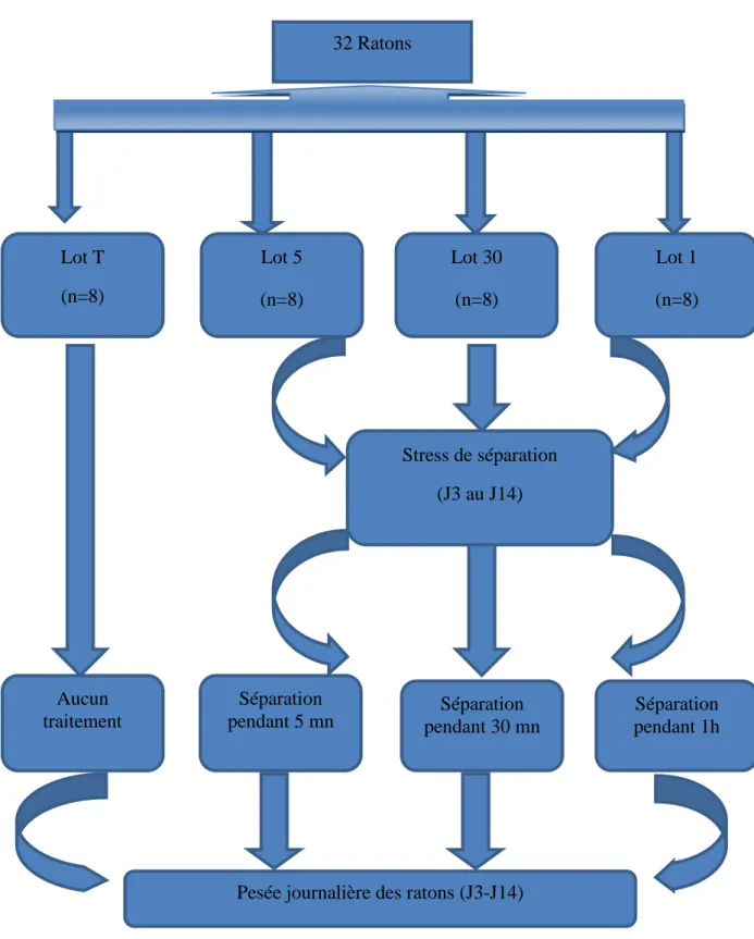Figure 1 : Protocole expérimentale et traitement des ratons des lots (T, 5, 30 et 1) 32 Ratons Lot T  (n=8)  Lot 1  (n=8) Lot 5 (n=8) Lot 30 (n=8)Aucun traitement Séparation 