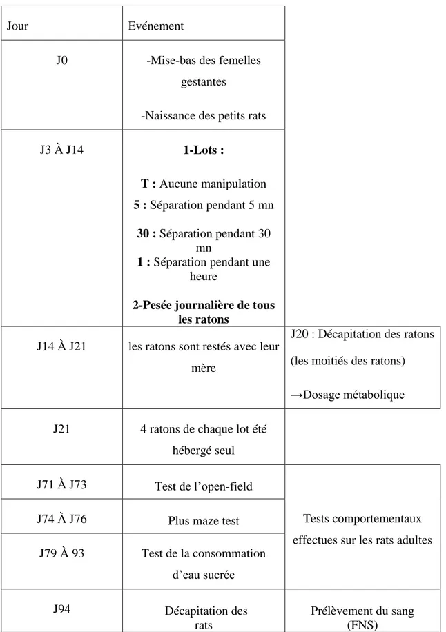 Tableau 5 : Récapitulatif des évènements survenus dans la vie des rats étudiés, en  fonction de leur âge 