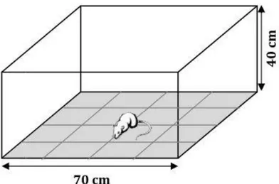 Figure 6 : Illustration schématique du test du champ ouvert (open field) (Hall, 1934)