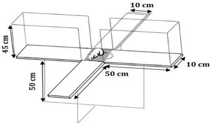 Figure 7 : Illustration schématique du test du labyrinthe en croix surélevée (Elevated  plus-maze) (Handley et Mithami, 1984)