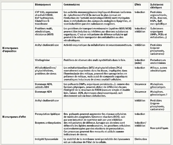Tableau  1 :  biomarqueurs  biochimique  et  moléculaire  (Vasseur  et  Cossu- Cossu-Leguille, 2003)