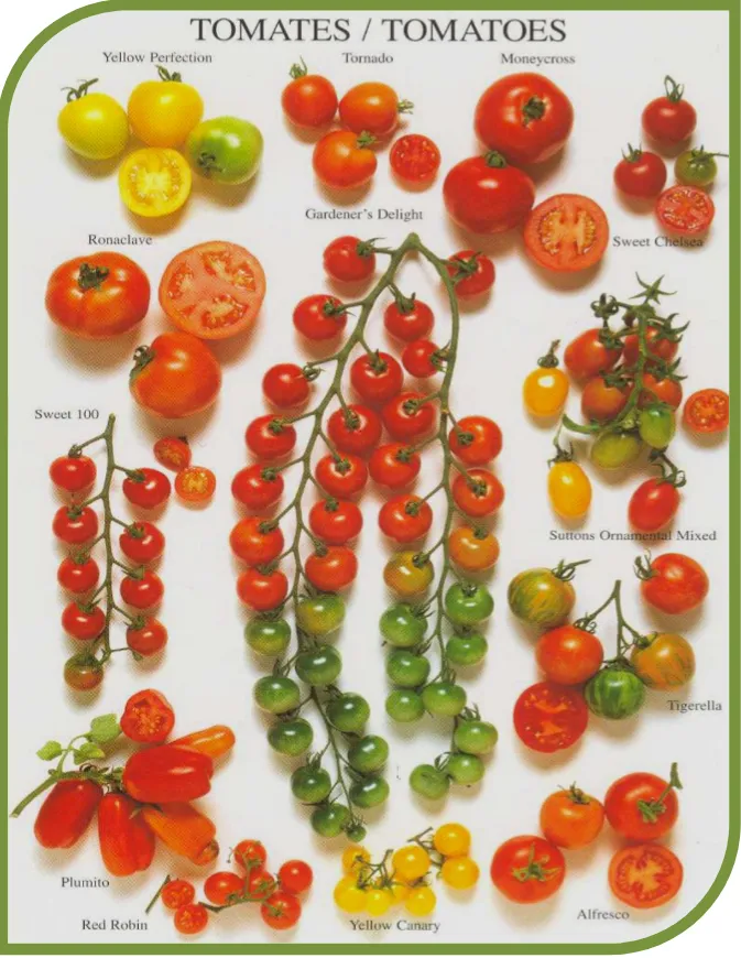 Figure  1 :  La  diversité  des  formes,  tailles  et  couleurs  des  fruits  de  tomate