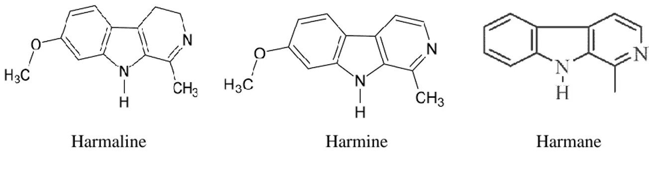 Figure 06 : Biosynthèse des β-carolines  (kar, 2003) . 