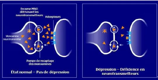 Figure 09 : Inhibiteurs des monoamines oxydases (IMAO) d’après stahl (Konne, 2012) 