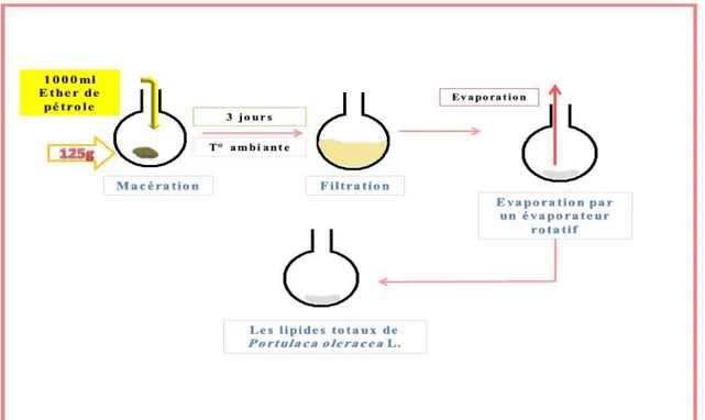 Figure 14 : Extraction des lipides totaux de Portulaca oleracea L. 