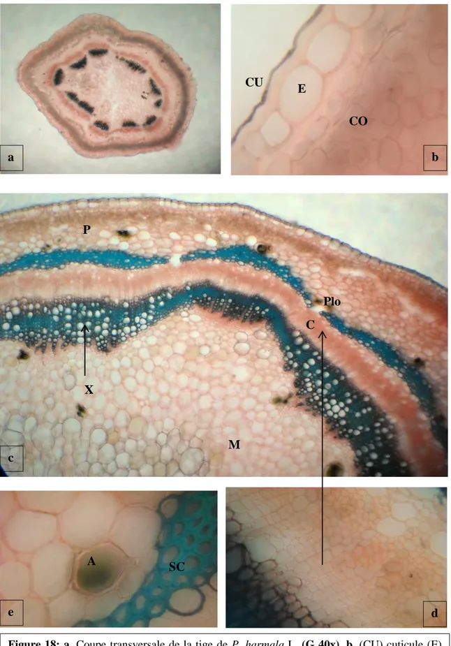 Figure 18: a. Coupe transversale de la tige de P. harmala L. (G 40x), b. (CU) cuticule (E)  épiderme  (CO)  collenchyme,  c