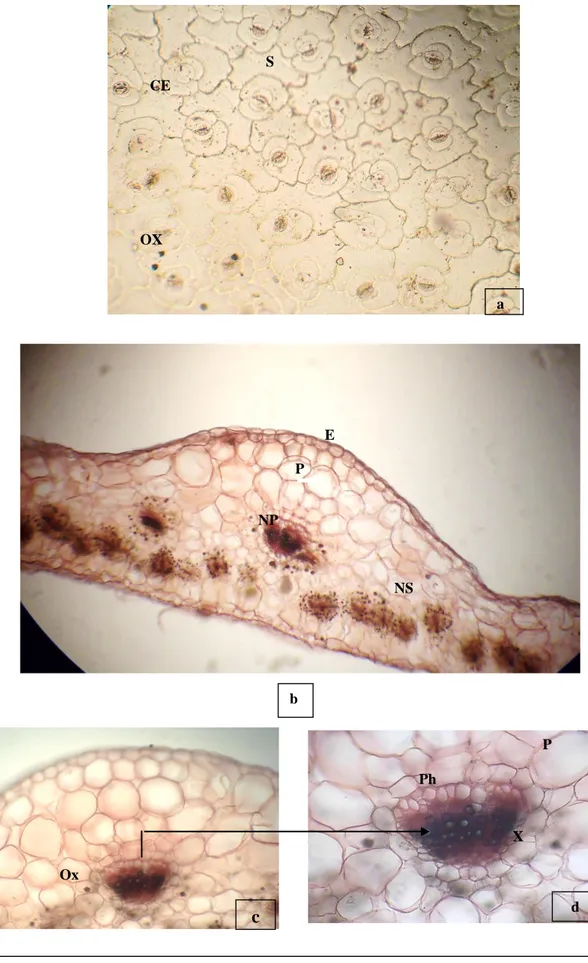 Figure 20 : Coupe transversale de la feuille de  P. oleracea L.. a. Epiderme inferieur de la  feuille (CE) Cellule épidermique (S) Stomates (Ox) Oxalate de calcium (G 400x)