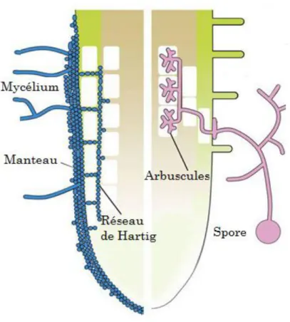 Figure 1 Schéma montrant les différences entre les ecto- et les endomycorhizes (Bonfante &amp; Genre,  2010a) 