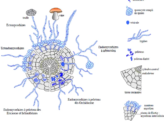 Figure 2 Principales formes de mycorhizes associées aux racines des plantes supérieures (Hallé, 2008,  figure modifiée d'après Le Tacon, 1985) 