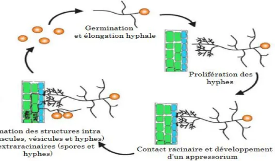 Figure 5 Cycle de développement des CMA (Akiyama, 2007)