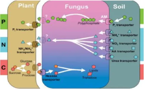 Figure  11  Schéma  récapitulant  les  principaux  processus  d’échanges  de  nutriments  dans  l’ensemble 