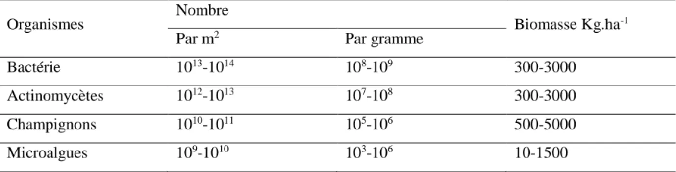Tableau 2 Nombre relatif et biomasse approximative du microbiote du sol (Metting, 1992) 