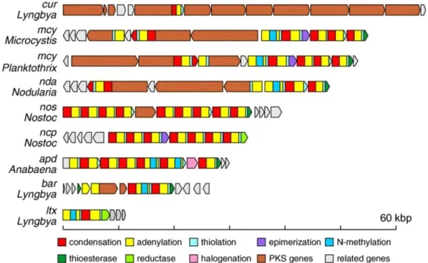 Figure 5: Cluster des gènes de synthèse de la microcystine d’Anabaena (Rouhiainen  et al., 2004), de  Microcystis  (Tillett et al., 2000)  et de  Planktothrix (Christiansen et 