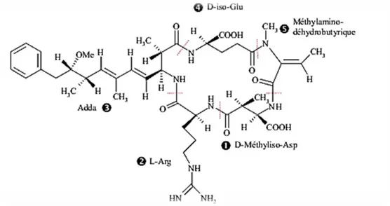 Figure 6 : Structure chimique de la nodularine-R (Carmichael, 1997)  II.2.1.2.  Les neurotoxines  