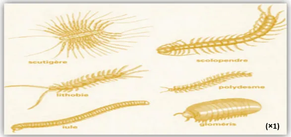 Figure 06 : Présentation de quelques groupes de Myriapodes (Google image).  2.6.3.3. Anatomie externe des Chilopodes  