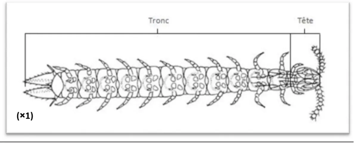 Figure 07 : Vue générale du corps d’une Lithobie (Beaumont et Cassier, 2000).  Dans cette classe d’arthropodes en distingue 4 ordres : 