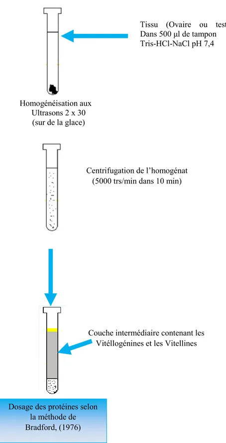 Figure 22 : Extraction et dosage des vitéllogénines et des vitellines (Fabre et al., 1990)