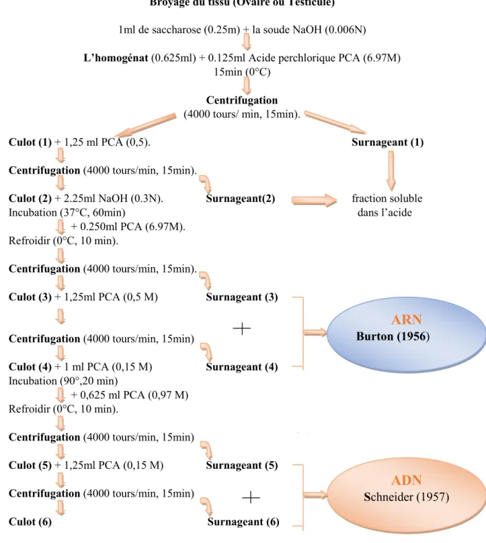 Figure 23 : Principales étapes d’extraction des acides nucléiques : ARN, ADN selon Shibko  et al