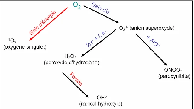 Fig. 1: L’origine des différents radicaux libres oxygénés et espèces réactives de l’oxygène 