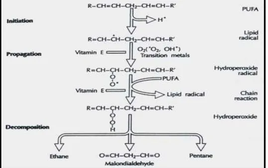 Fig. 5: Peroxydation des acides gras polyinsaturés. 