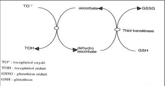 Fig. 13 : Régénération de la vitamine E (Ronéus et al., 1986). 