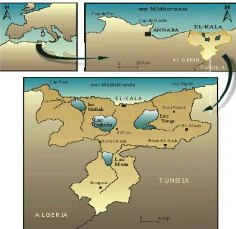 Figure 1: Situation géographique du parc national d’El-Kala (Benyacoub, 1996). 