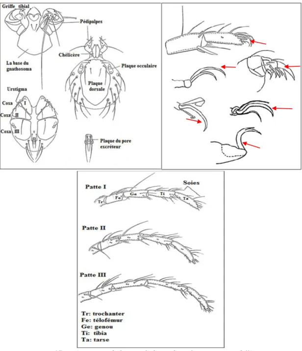 Figure 17: Présentation de la morphologie d'une larve avec ses différentes   griffes (Flèches) (Smith &amp; Cook, 1991)